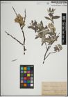 Foto von Salix lapponum L.